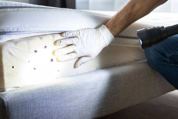Best Termite Control Services  in Uniondale, NY